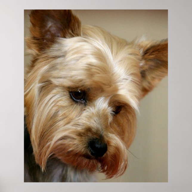Gorgous Yorkshire Terrier Poster (Framsidan)
