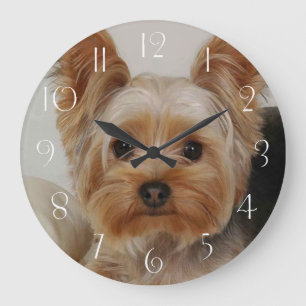 Gorgous Yorkshire Terrier Stor Klocka