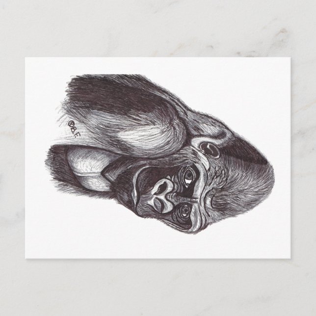 GORILA VYKORT (Framsida)