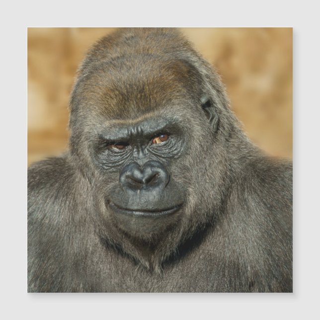 Gorilla (Framsida)
