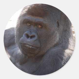 Gorilla_004 Runt Klistermärke