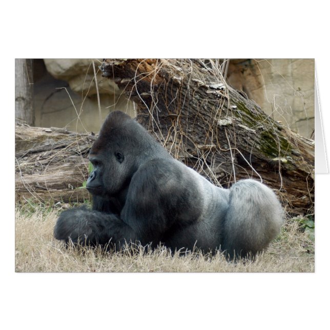 Gorilla_005 Hälsningskort (Framsidan Horizontal)