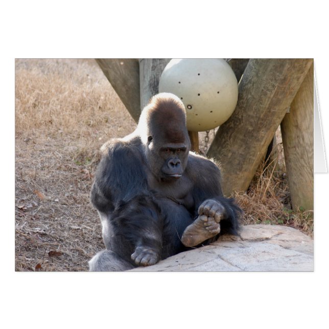 Gorilla_007 Hälsningskort (Framsidan Horizontal)