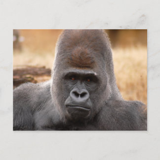 Gorilla_018 Vykort