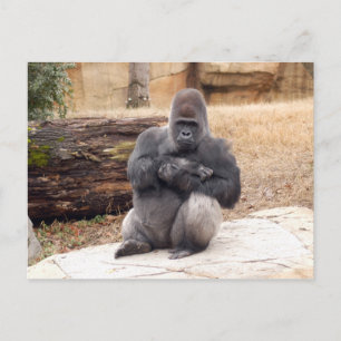 Gorilla_019 Vykort