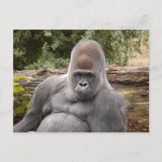 Gorilla_021 Vykort