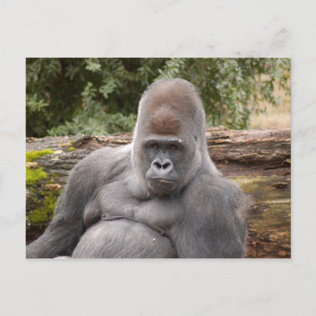 Gorilla_021 Vykort (Framsida)