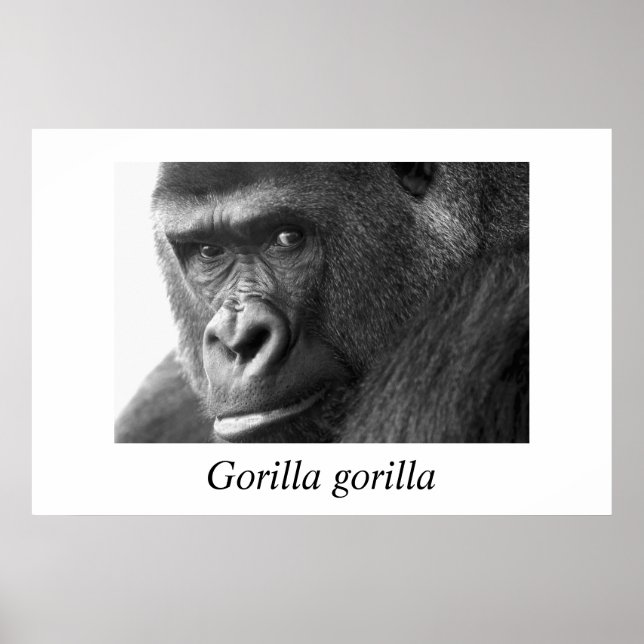 Gorilla-#1-Gorilla gorilla Poster (Framsidan)