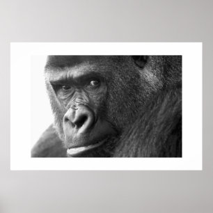 Gorilla #1 poster