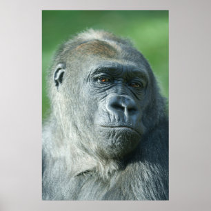 Gorilla Ansikte Poster