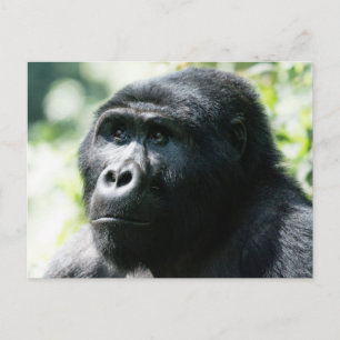 Gorilla Ansikte to vycard Vykort