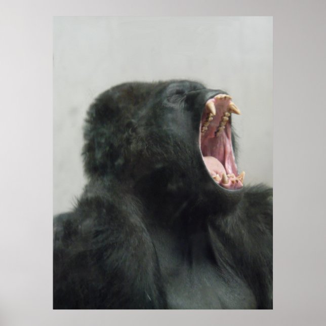 Gorilla, Ape, Monkey, Animal, Natur Poster (Framsidan)