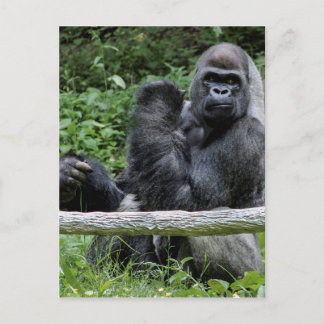 Gorilla Ape Primate Wildlife Animal Photo Vykort