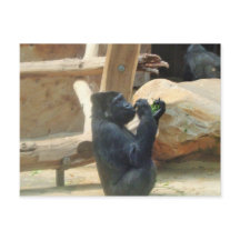 Gorilla äter sin lunch, Animal, Wildlife, Ape