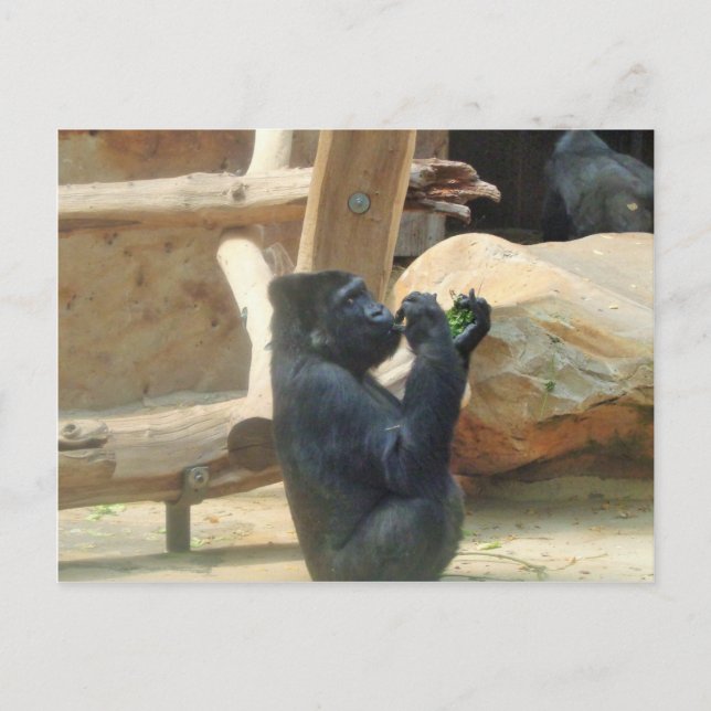 Gorilla äter sin lunch, Animal, Wildlife, Ape Vykort (Framsida)