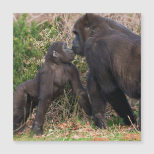 Gorilla Baby-affektionat för Morsa