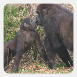 Gorilla Baby-affektionat för Morsa Fyrkantigt Klistermärke