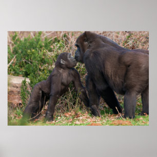 Gorilla Baby-affektionat för Morsa Poster