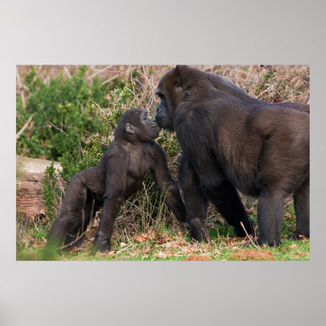Gorilla Baby-affektionat för Morsa Poster (Framsidan)