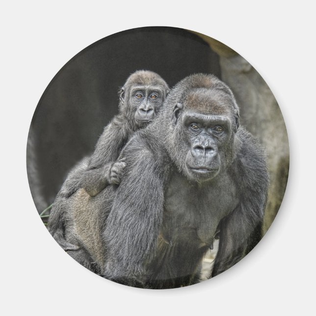 Gorilla & Baby Magnet (Framsidan)