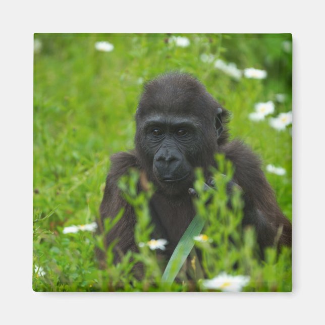 Gorilla Baby som Gömmer i gräs Magnet (Framsidan)