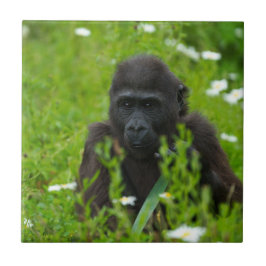 Gorilla Baby som Gömmer på gräsrotskorget Kakelplatta