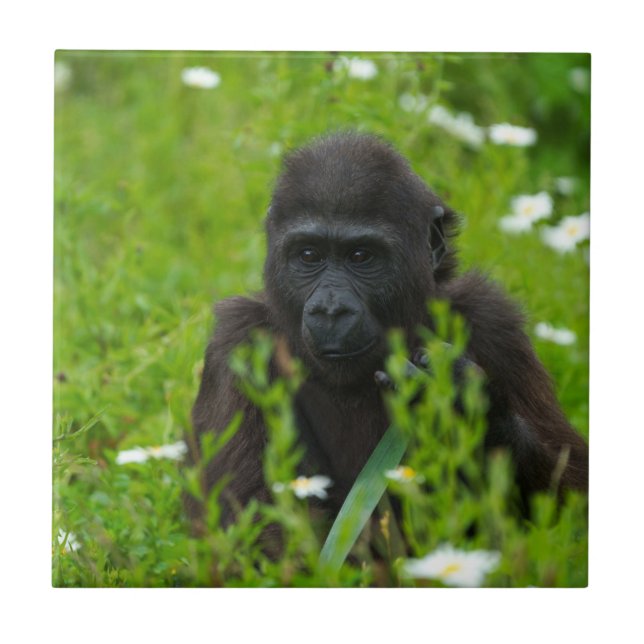 Gorilla Baby som Gömmer på gräsrotskorget Kakelplatta (Framsidan)