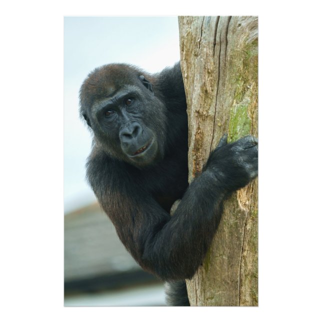 Gorilla bakom Träd Fototryck (Framsidan)