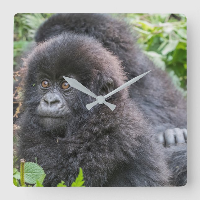 Gorilla-berget Baby Fyrkantig Klocka (Framsida)