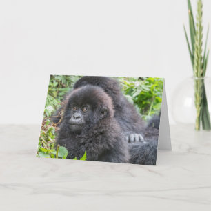 Gorilla-berget Baby Kort