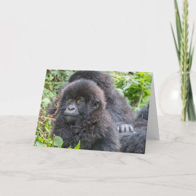 Gorilla-berget Baby Kort (Framsida)