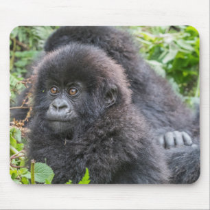 Gorilla-berget Baby Musmatta