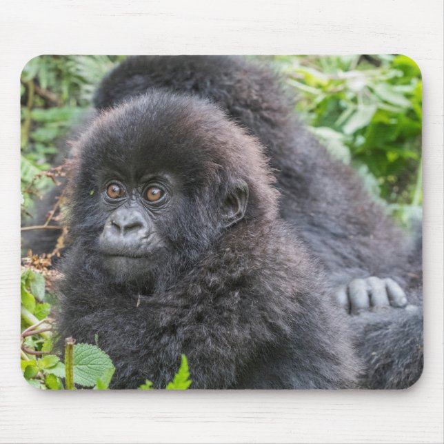 Gorilla-berget Baby Musmatta (Framsidan)