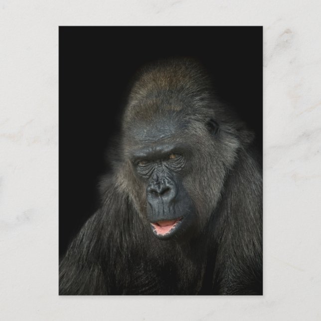 Gorilla Biddy Classic Vykort (Framsida)