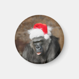 Gorilla Biddy i en julafton Magnet