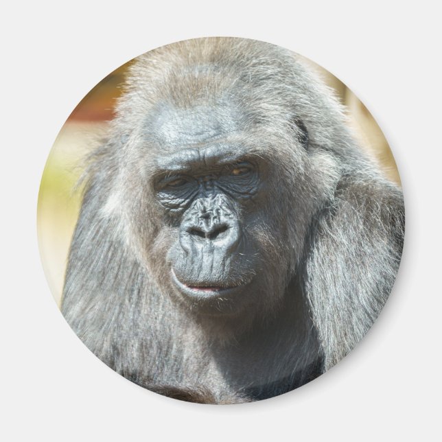 Gorilla Biddy Magnet (Framsidan)