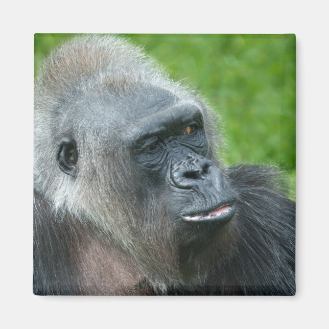 Gorilla Biddy Magnet (Framsidan)