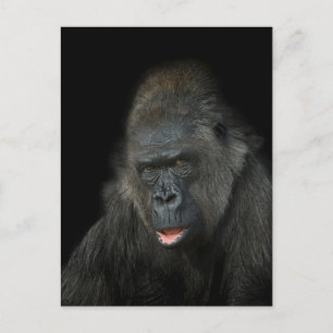 Gorilla Biddy Vykort