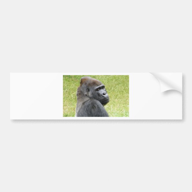 Gorilla Bildekal (Framsidan)