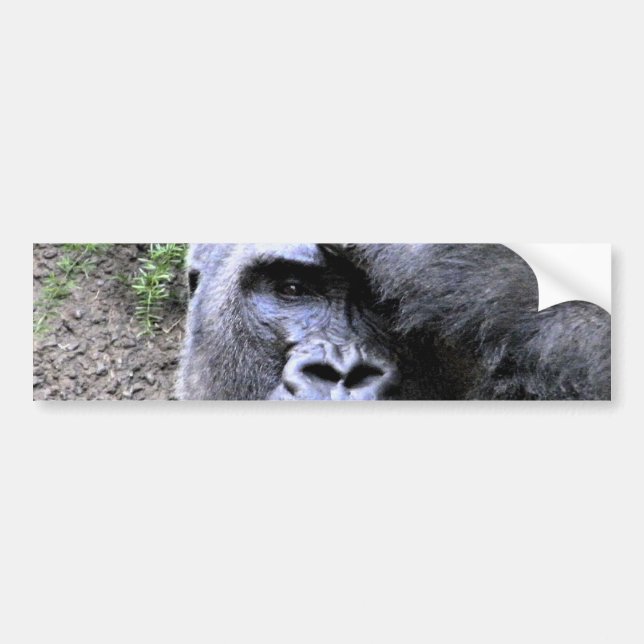 Gorilla_ Bildekal (Framsidan)