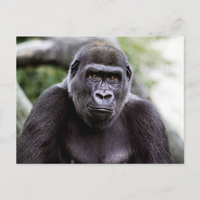 Gorilla Close-up Porträtt Photo Postcard Vykort (Framsida)