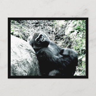 Gorilla Diva Vykort