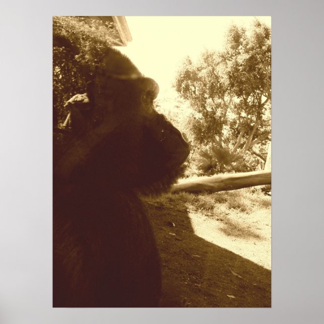 Gorilla Dreams Poster (Framsidan)