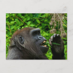 Gorilla Eating Salad Vykort