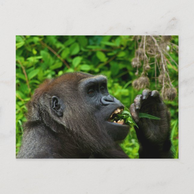 Gorilla Eating Salad Vykort (Framsida)
