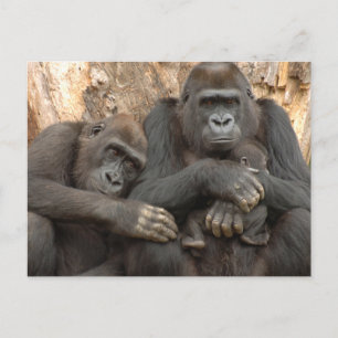 Gorilla Familj Vykort