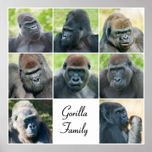 Gorilla Family Poster (Framsidan)
