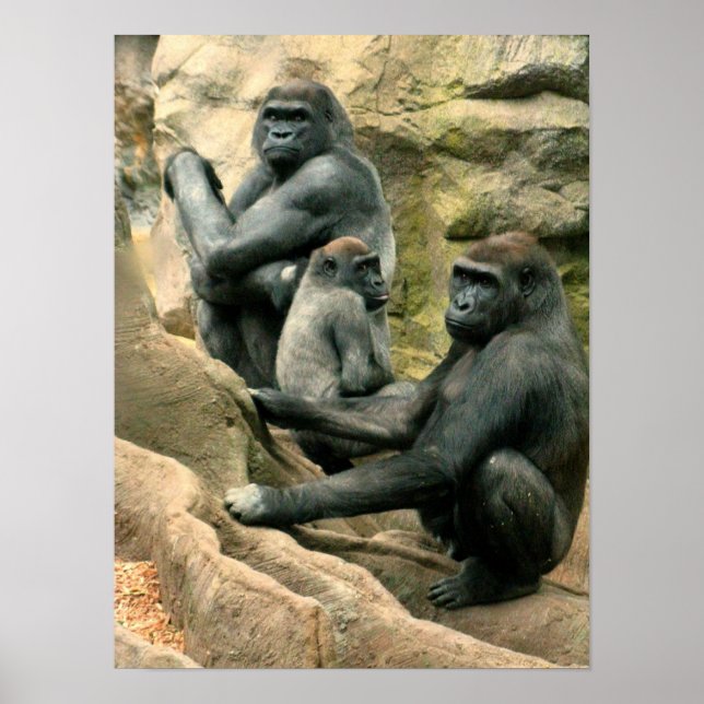 Gorilla Family Poster (Framsidan)