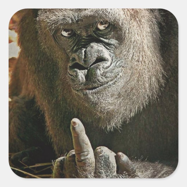 Gorilla Finger Fyrkantigt Klistermärke (Framsida)