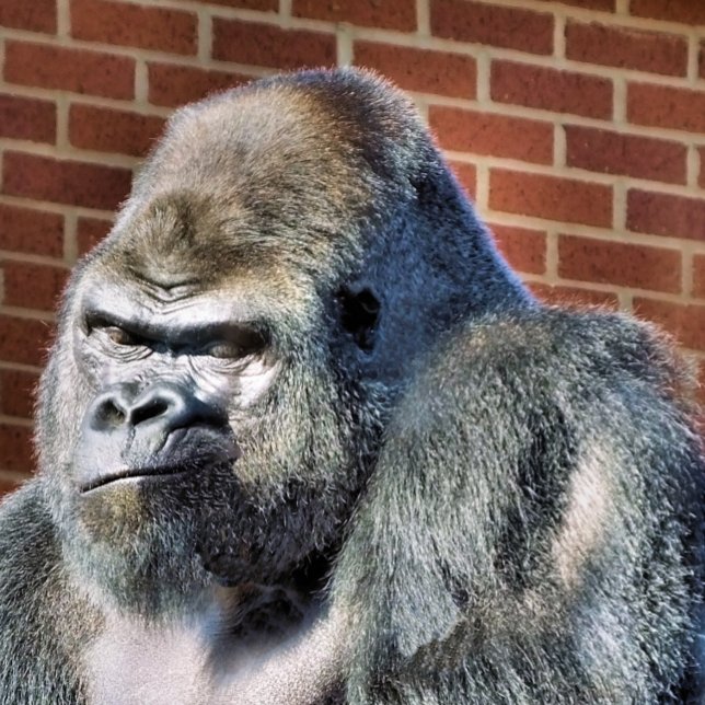 GORILLA FOTOTRYCK (Skapare uppladdad)